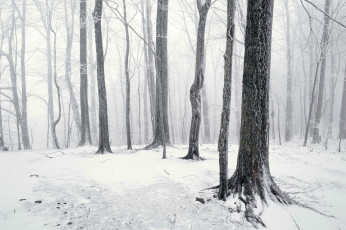 Картинка природа лес снег зима туман