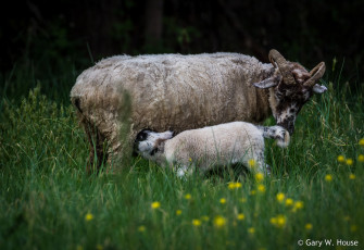 Картинка животные овцы +бараны барашки