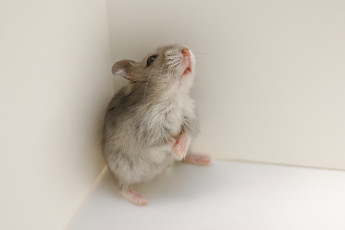 Картинка животные крысы +мыши фон мышка