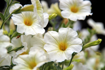 Картинка цветы петунии +калибрахоа белый