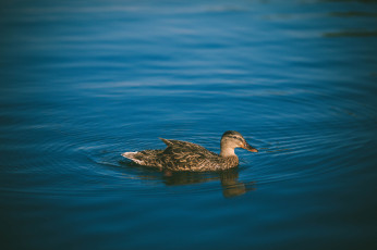 Картинка животные утки птица утка перья вода