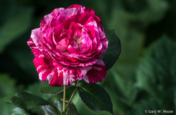 Картинка цветы розы розовая
