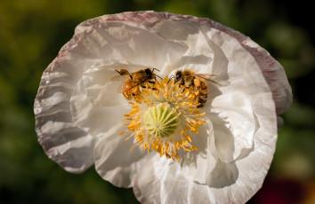 Картинка животные пчелы +осы +шмели пчёлы
