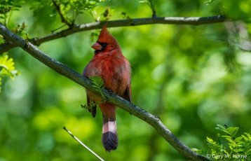 Картинка животные кардиналы птица