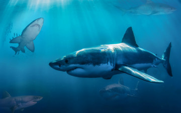 Картинка животные акулы акула море