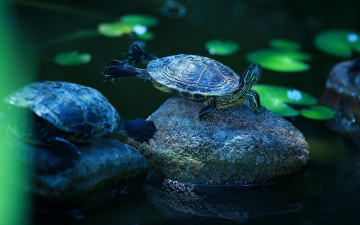 Картинка животные Черепахи природа поза черепашка красноухая черепаха черепахи темный фон зарядка камни пруд озеро водоем вода лапки водная чепепаха листья панцирь