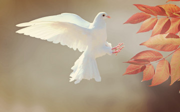 Картинка животные голуби листья ветка полёт голубь птица птицы мира