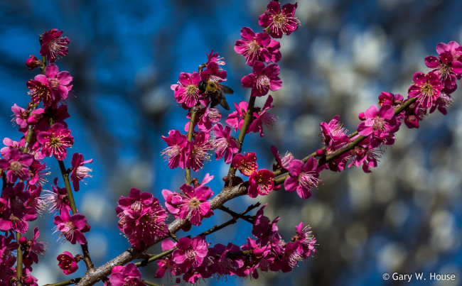 Обои картинки фото цветы, сакура,  вишня