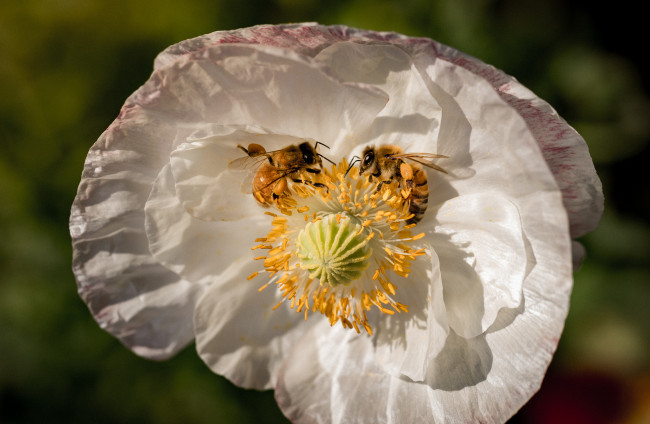 Обои картинки фото животные, пчелы,  осы,  шмели, пчёлы