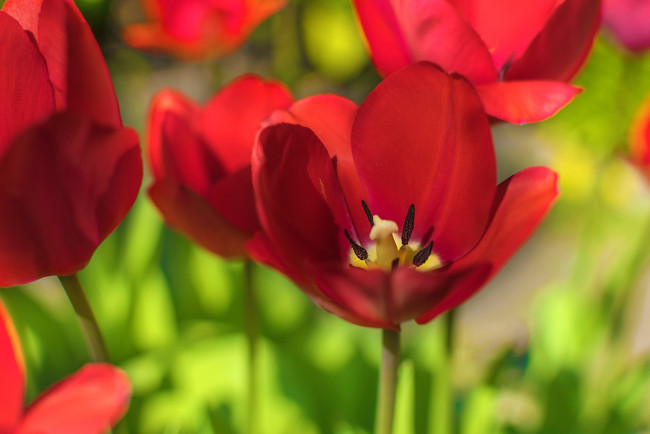 Обои картинки фото цветы, тюльпаны, красные, лепестки, макро