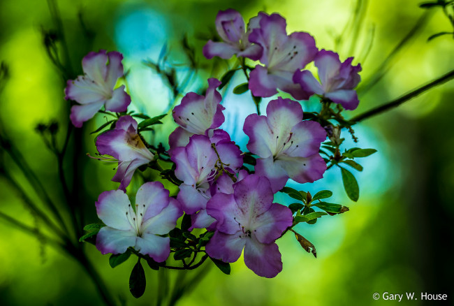 Обои картинки фото цветы, рододендроны , азалии, фиолетовые