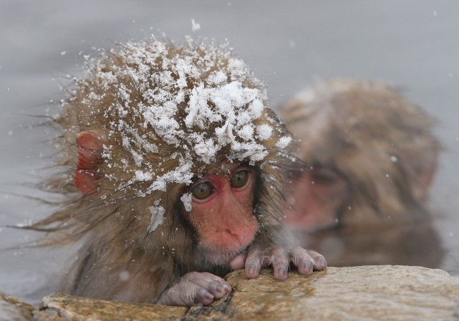 Обои картинки фото животные, обезьяны, вода, снег, детеныш, макаки