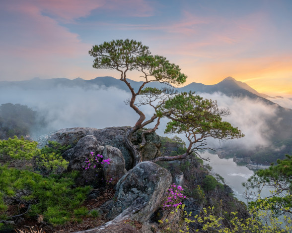Обои картинки фото природа, горы, деревья, пейзаж, туман, камни, растительность, сосны, южная, корея