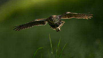 Картинка красота животные совы трава взгляд полет сова птица сыч размах крыльев