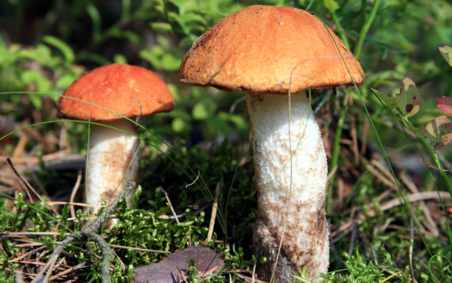 Обои картинки фото природа, грибы, грибная, семейка, дуэт, подосиновики