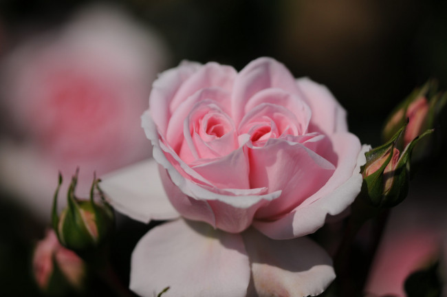 Обои картинки фото цветы, розы, розовая, роза, дуэт
