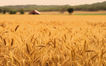 обоя природа, поля, поле, пшеница, сарай