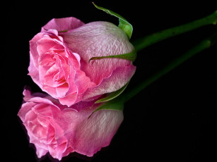 Картинка цветы розы розовый отражение