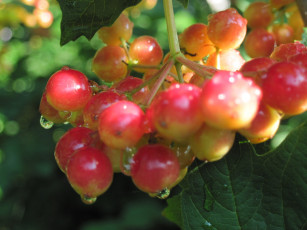 Картинка природа Ягоды калина гроздь ягод капли