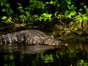 Картинка животные крокодилы кусты