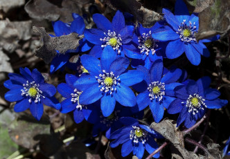 Картинка цветы ветреницы печёночницы синий яркий