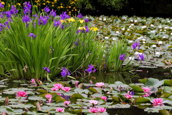 Картинка цветы разные вместе ирисы водяные лилии пруд