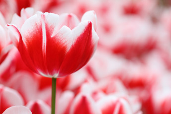 Картинка цветы тюльпаны красно-белый пестрый