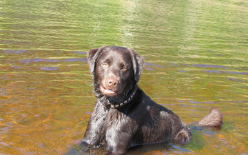 Картинка лабрадор животные собаки вода блики мокрый