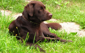Картинка лабрадор животные собаки задумчивый взгляд ошейник трава