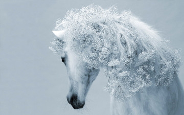 Картинка животные лошади белая грива цветы