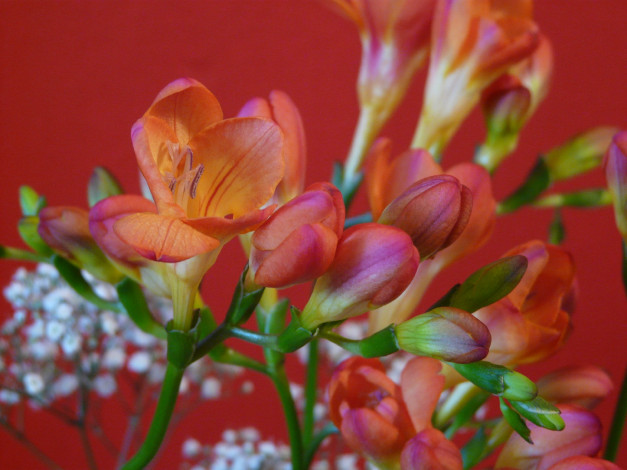 Обои картинки фото цветы, фрезия, оранжевый