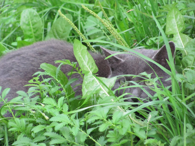 Обои картинки фото животные, коты, зеленые, глаза, трава, дымчатый, окрас