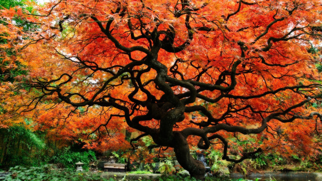 Обои картинки фото Японский, клен, природа, деревья, осень, красный