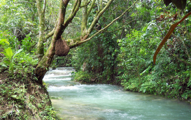 Обои картинки фото Ямайка, природа, реки, озера, поток, воды, зелень