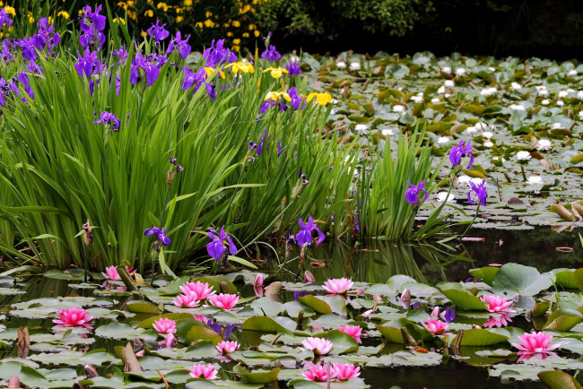 Обои картинки фото цветы, разные, вместе, ирисы, водяные, лилии, пруд
