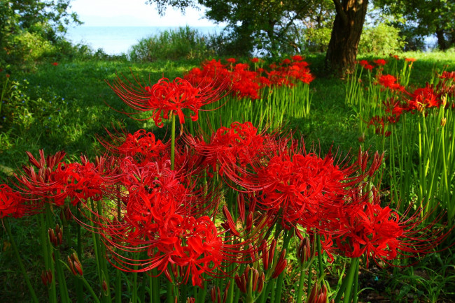 Обои картинки фото Японская, паучья, лилия, цветы, лилии, лилейники, яркий, красный
