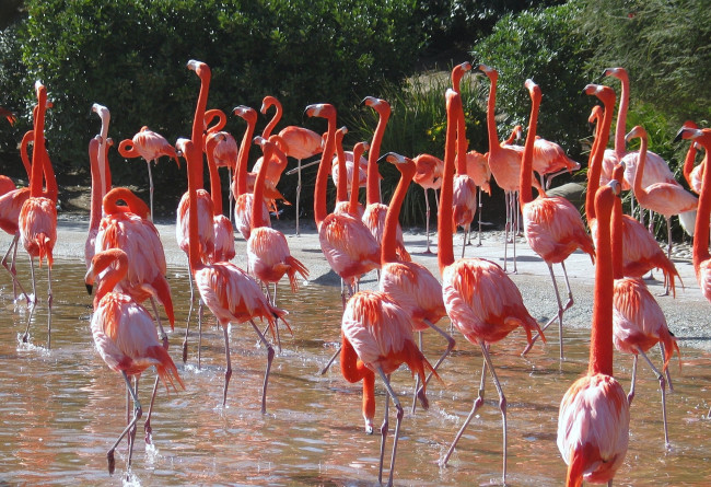 Обои картинки фото животные, фламинго, много, розовый