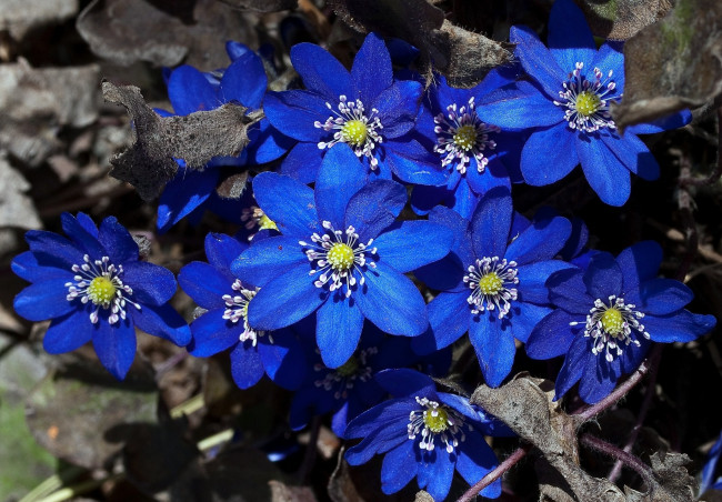 Обои картинки фото цветы, ветреницы, печёночницы, синий, яркий
