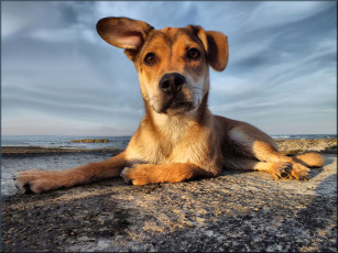 Картинка животные собаки солёный пёс море друг