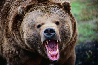 Картинка животные медведи пасть