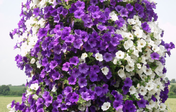 Картинка цветы петунии калибрахоа белый петуния фиолетовый
