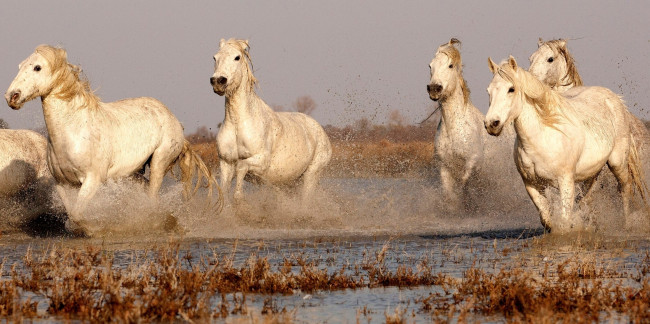 Обои картинки фото животные, лошади, кони, бег