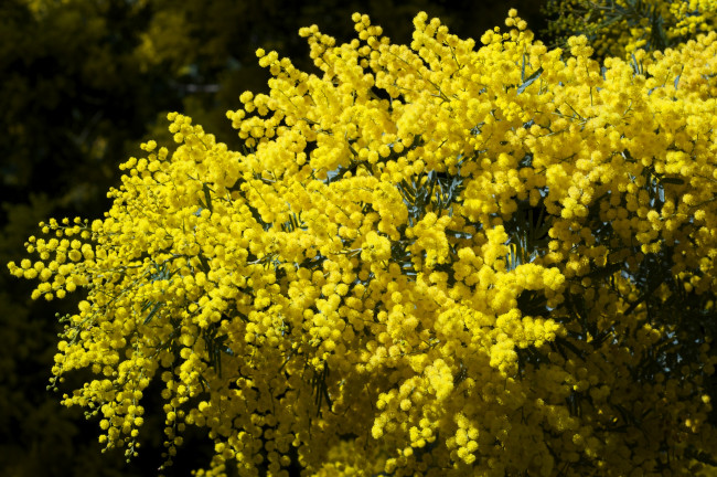 Обои картинки фото цветы, мимоза, ветки, желтый, пушистый, шарики