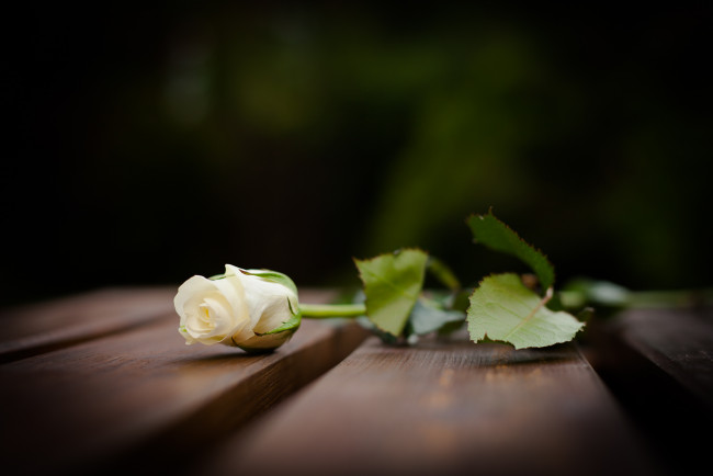 Обои картинки фото цветы, розы, белый, элегантность