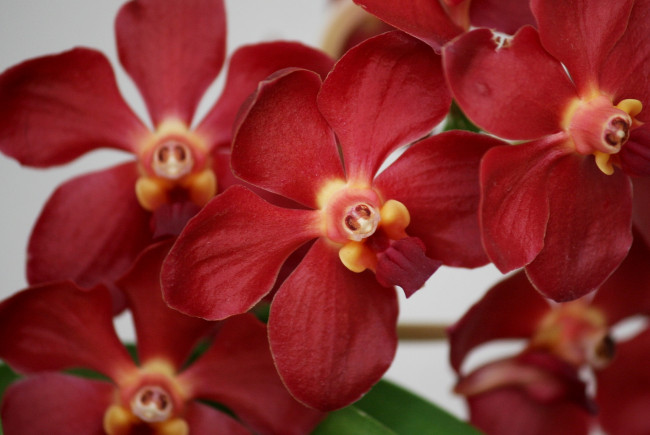 Обои картинки фото цветы, орхидеи, красный, лепестки, экзотика