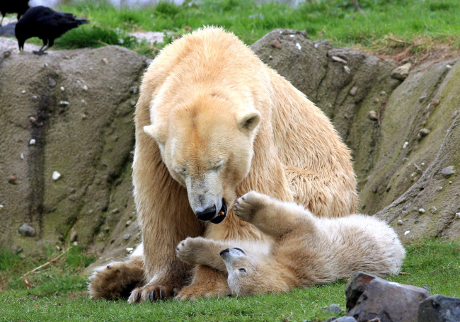 Обои картинки фото животные, медведи, мама, малыш, игра