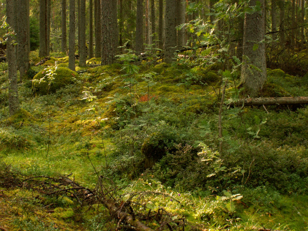 Обои картинки фото dalarna, швеция, природа, лес, деревья