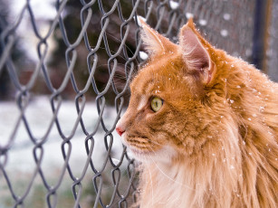 Картинка животные коты кот кошка мейн-кун рыжий снег зима сетка взгляд