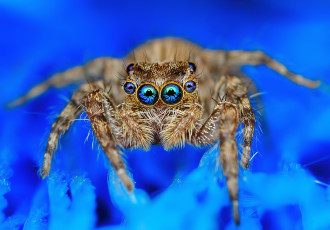 Картинка животные пауки макро