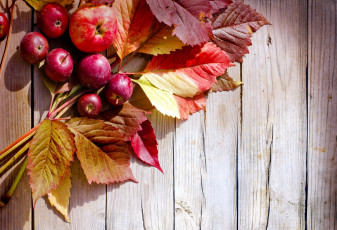 Картинка еда Яблоки осень листья